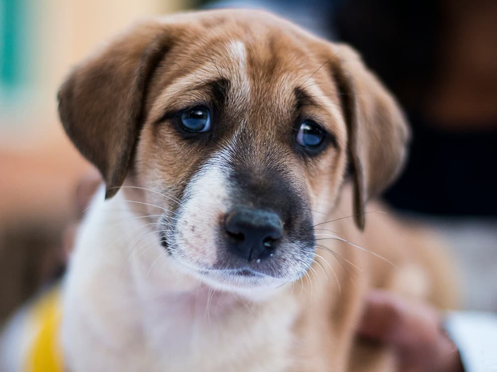 Sad puppy